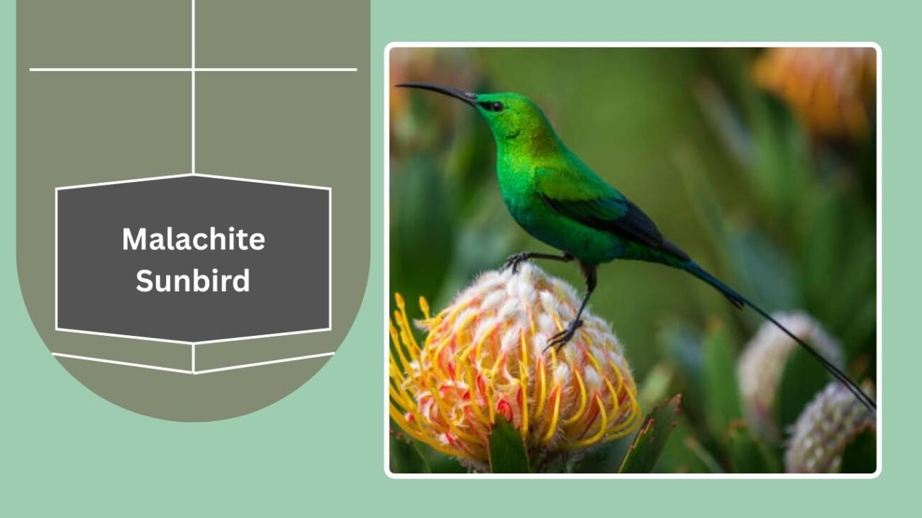  Malachite Sunbird