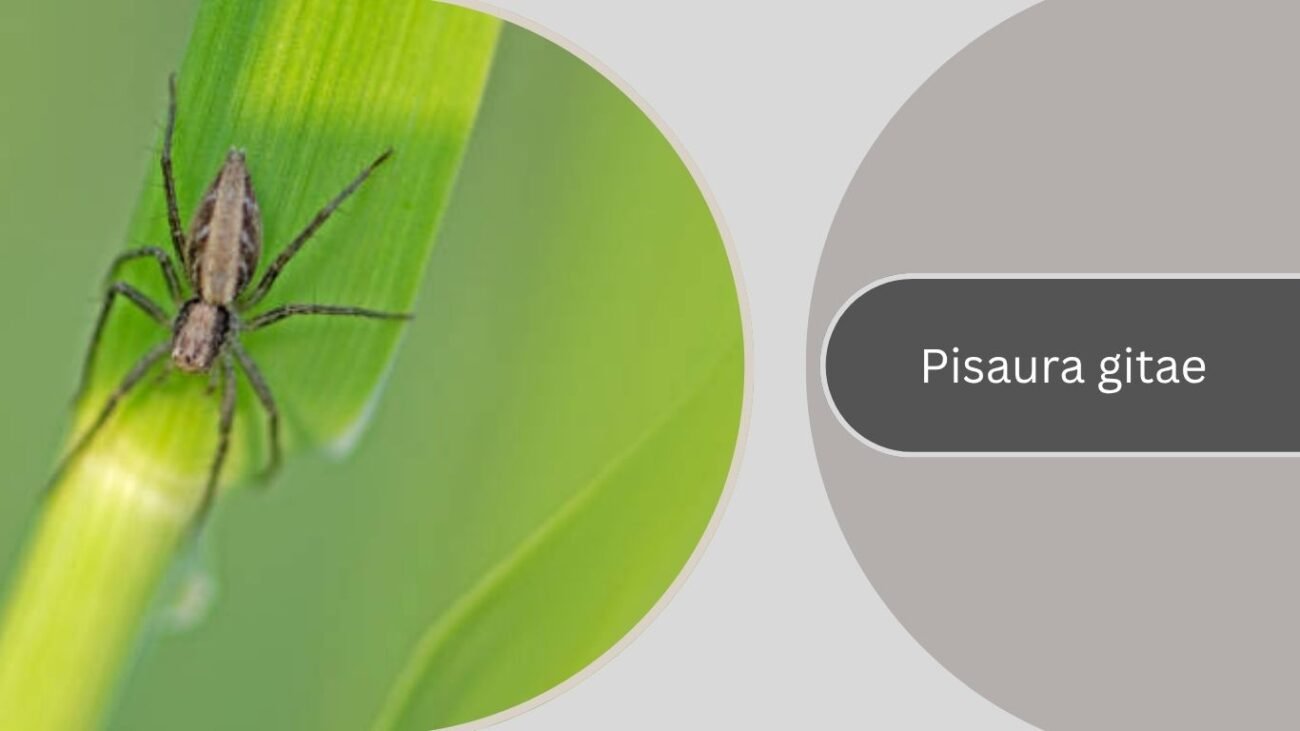Pisaura gitae
