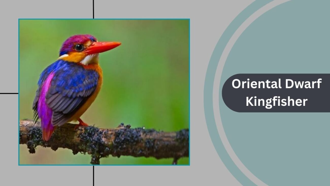 Oriental Dwarf Kingfisher