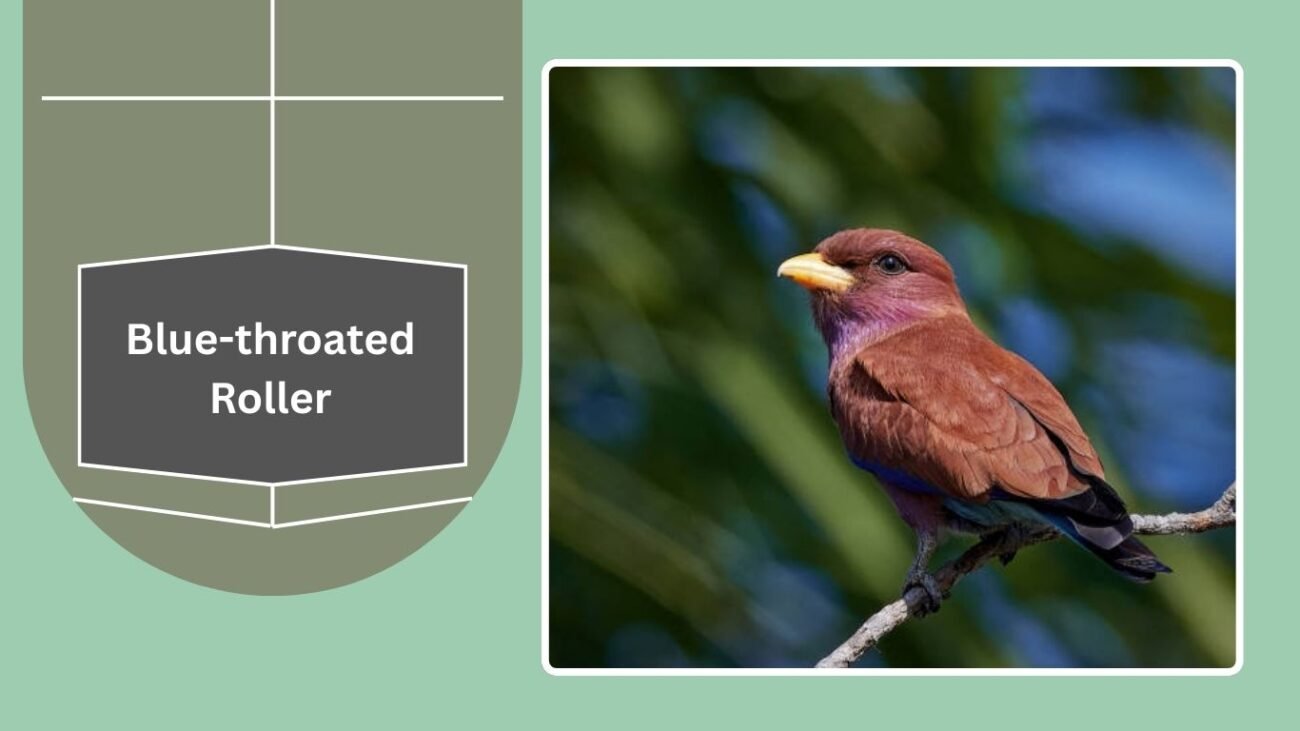 Blue-throated Roller