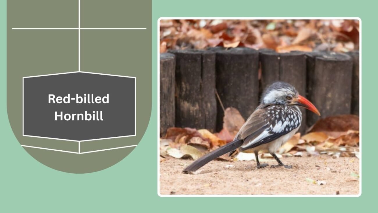Red-billed Hornbill