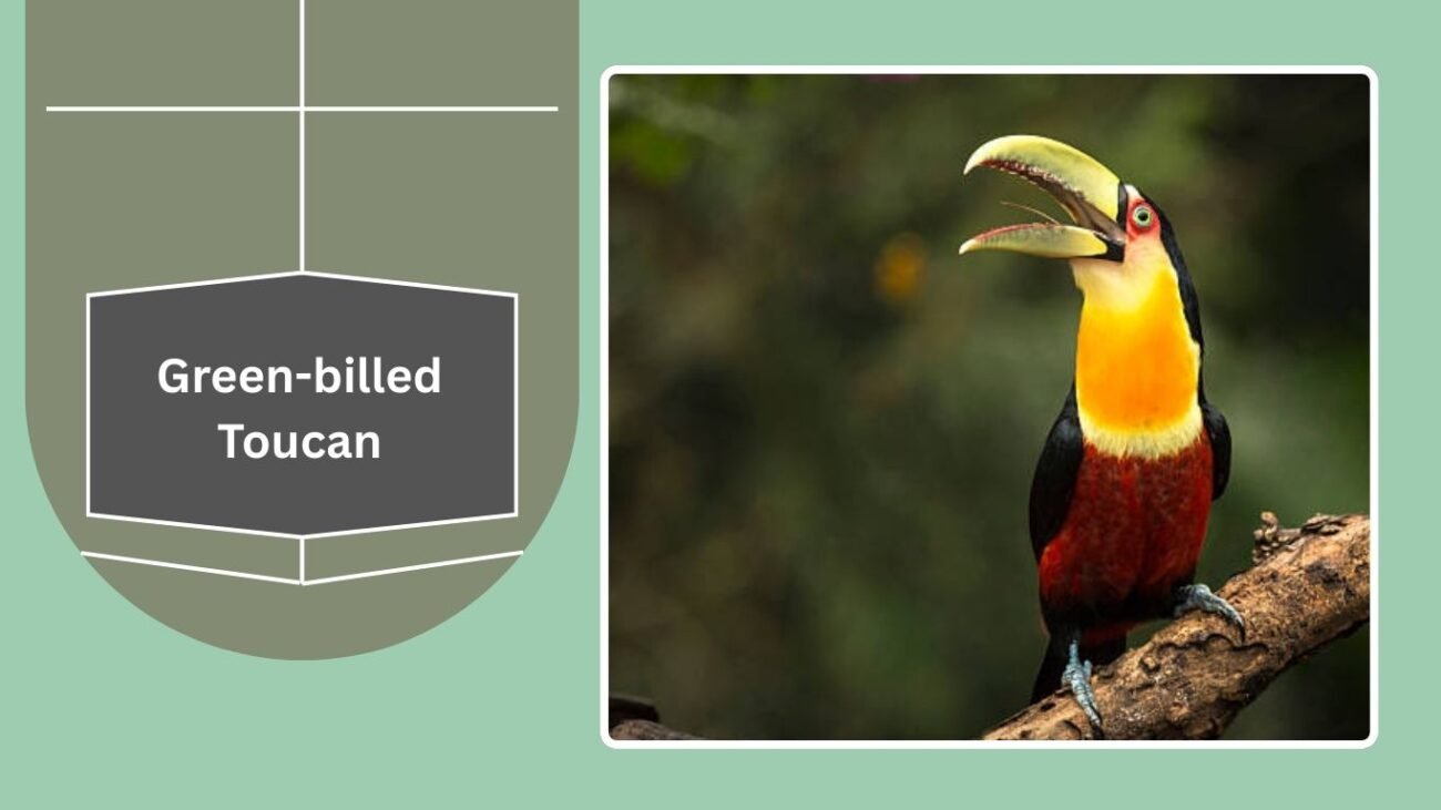 Green-billed Toucan