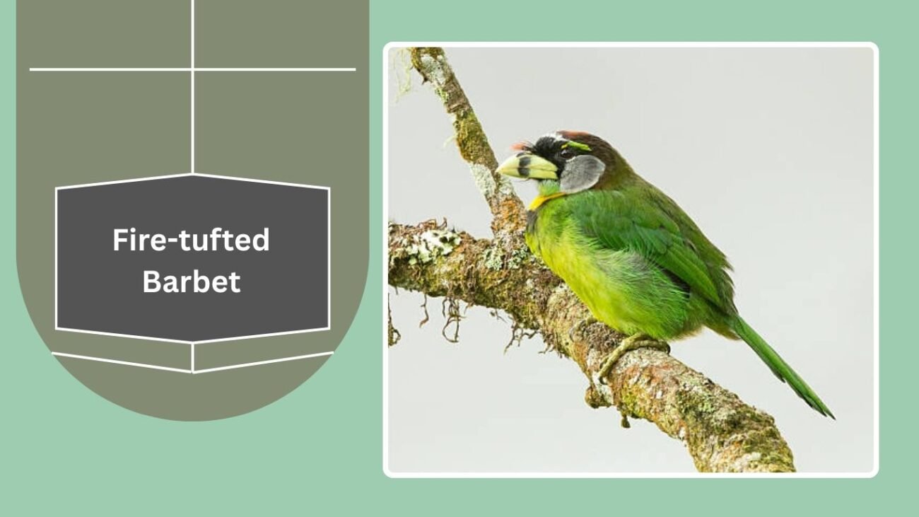 Fire-tufted Barbet