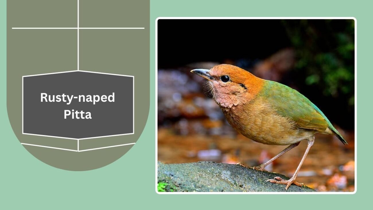 Rusty-naped Pitta