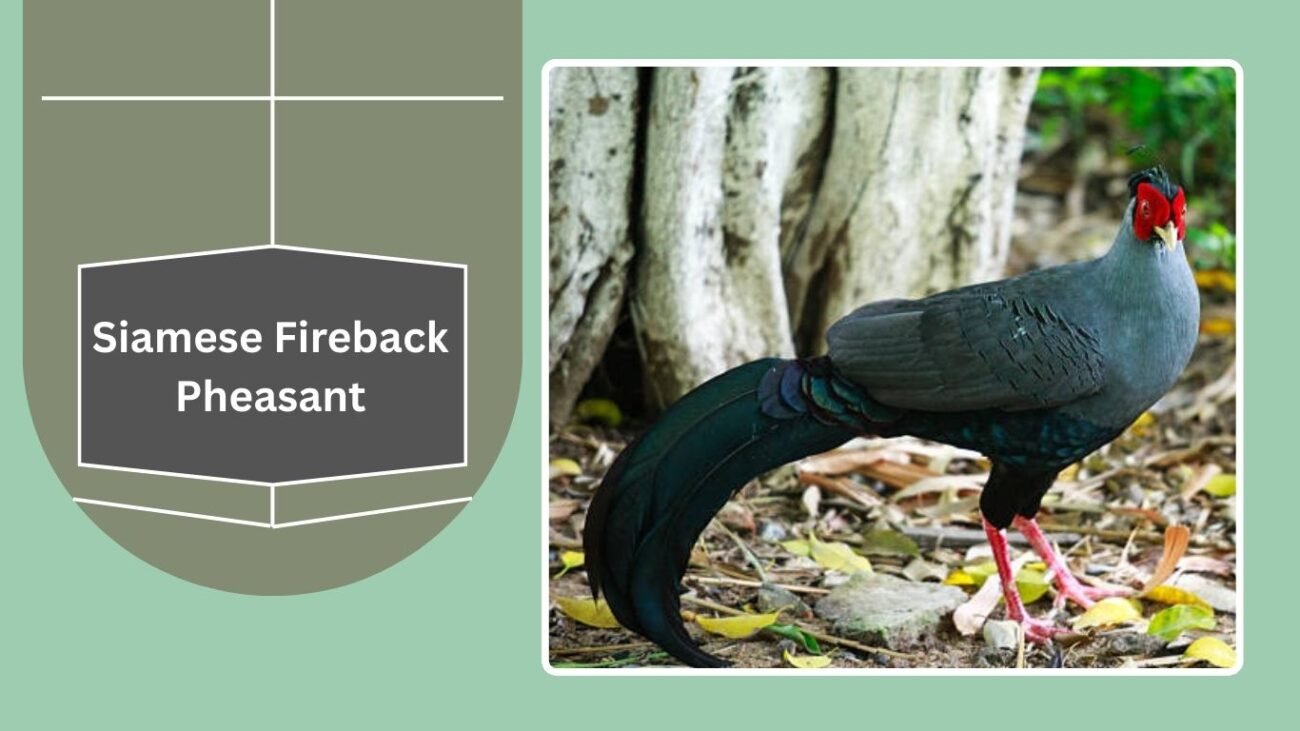 Siamese Fireback Pheasant