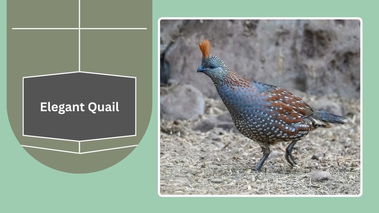 Elegant Quail