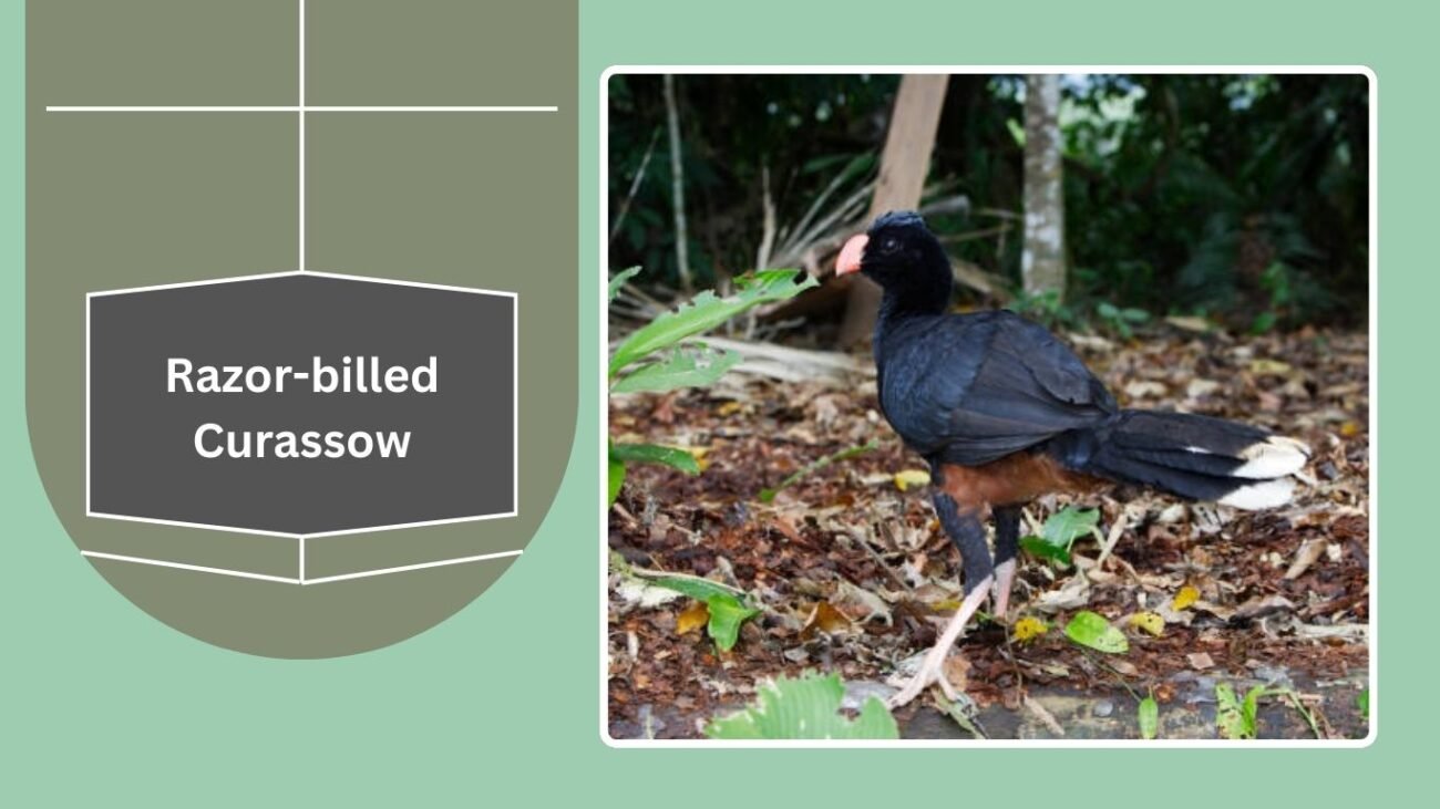 Razor-billed Curassow