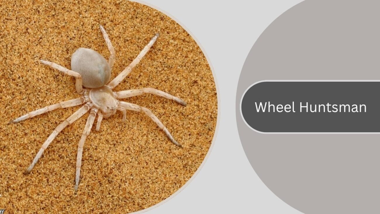 Wheel Huntsman