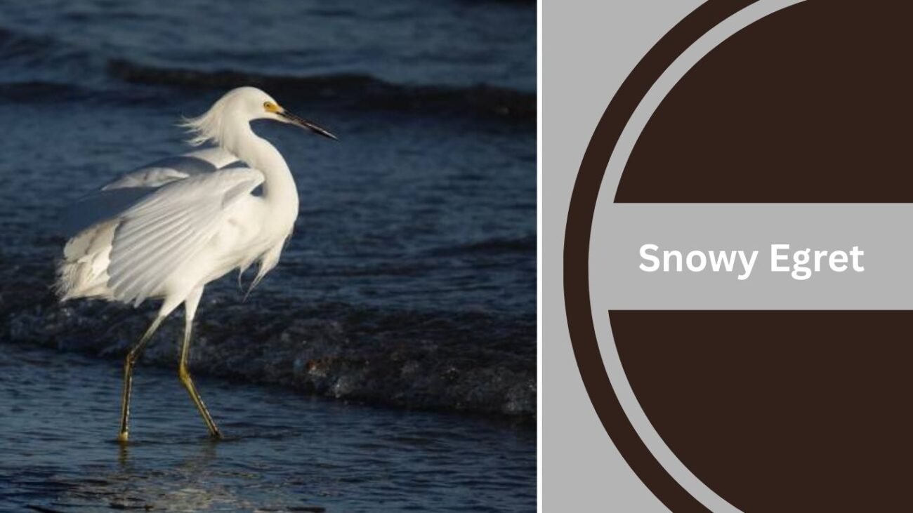 Snowy Egret