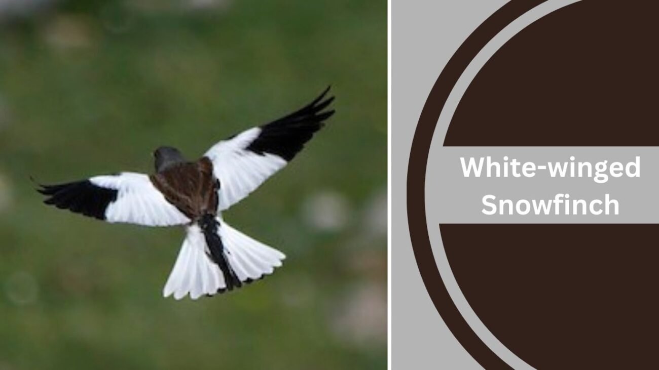 White-winged Snowfinch (Montifringilla nivalis)