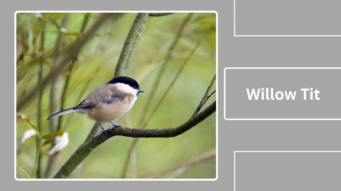  Willow Tit