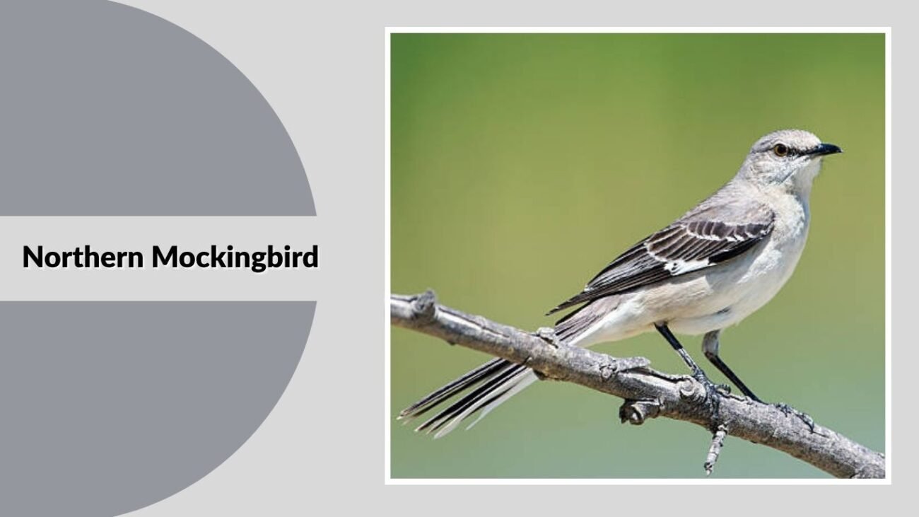 Northern Mockingbird