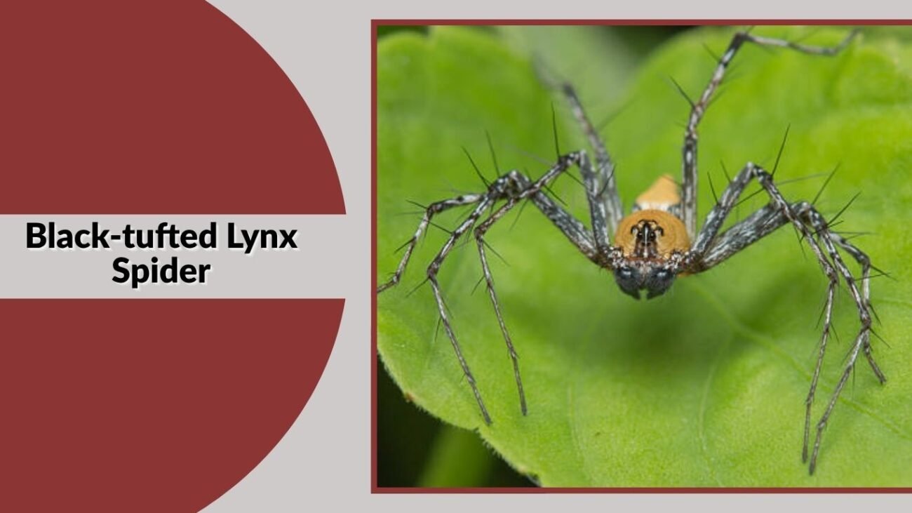 Black-tufted Lynx Spider