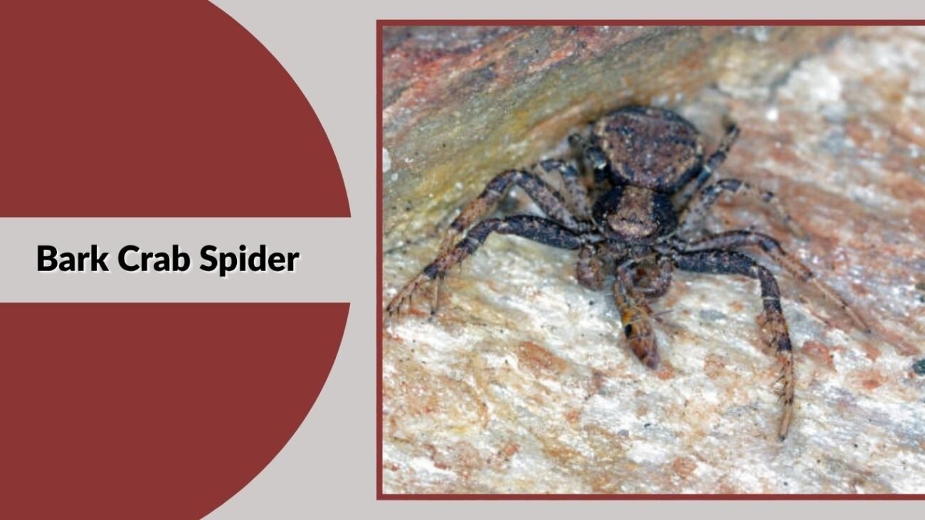 Bark Crab Spider