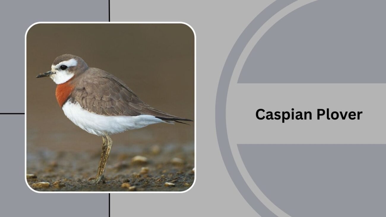 Caspian Plover