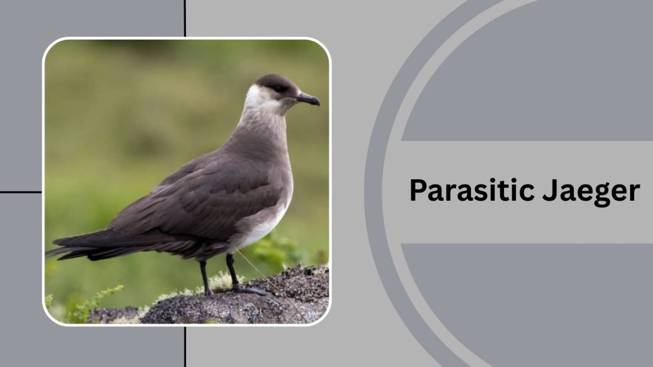 Parasitic Jaeger