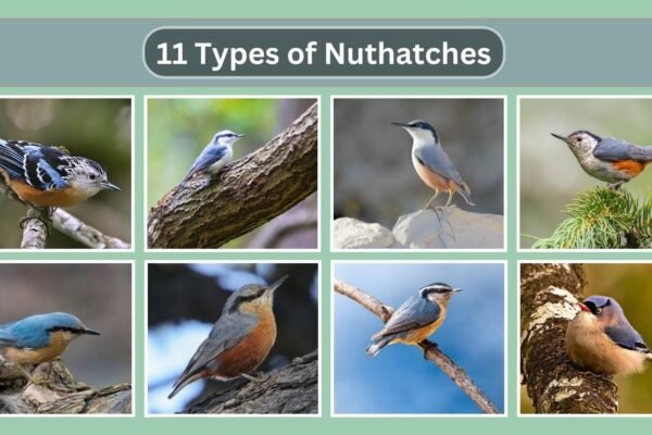 11 Types of Nuthatches