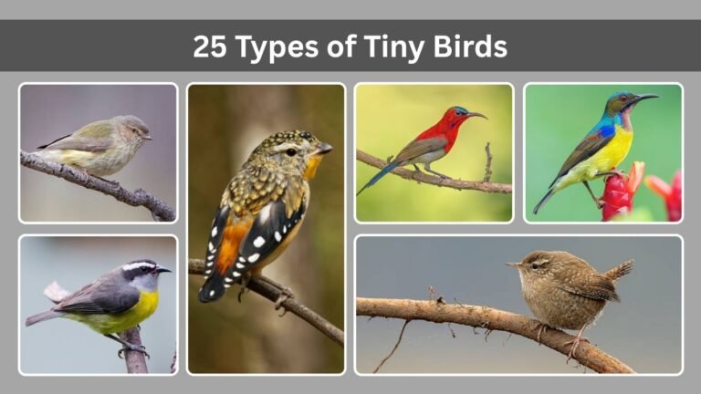 25 Types of Tiny Birds : Identification with Pictures