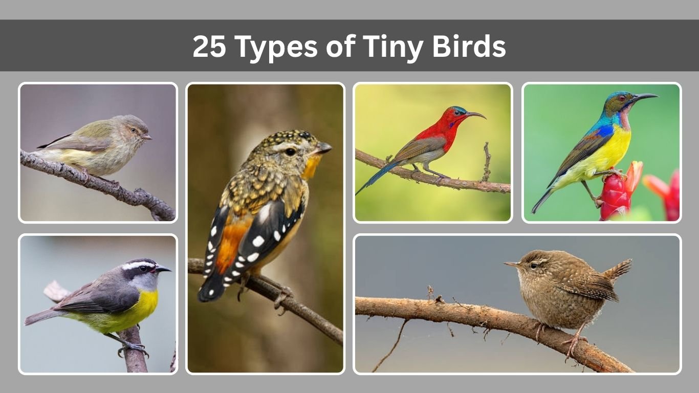 25 Types of Tiny Birds : Identification with Pictures