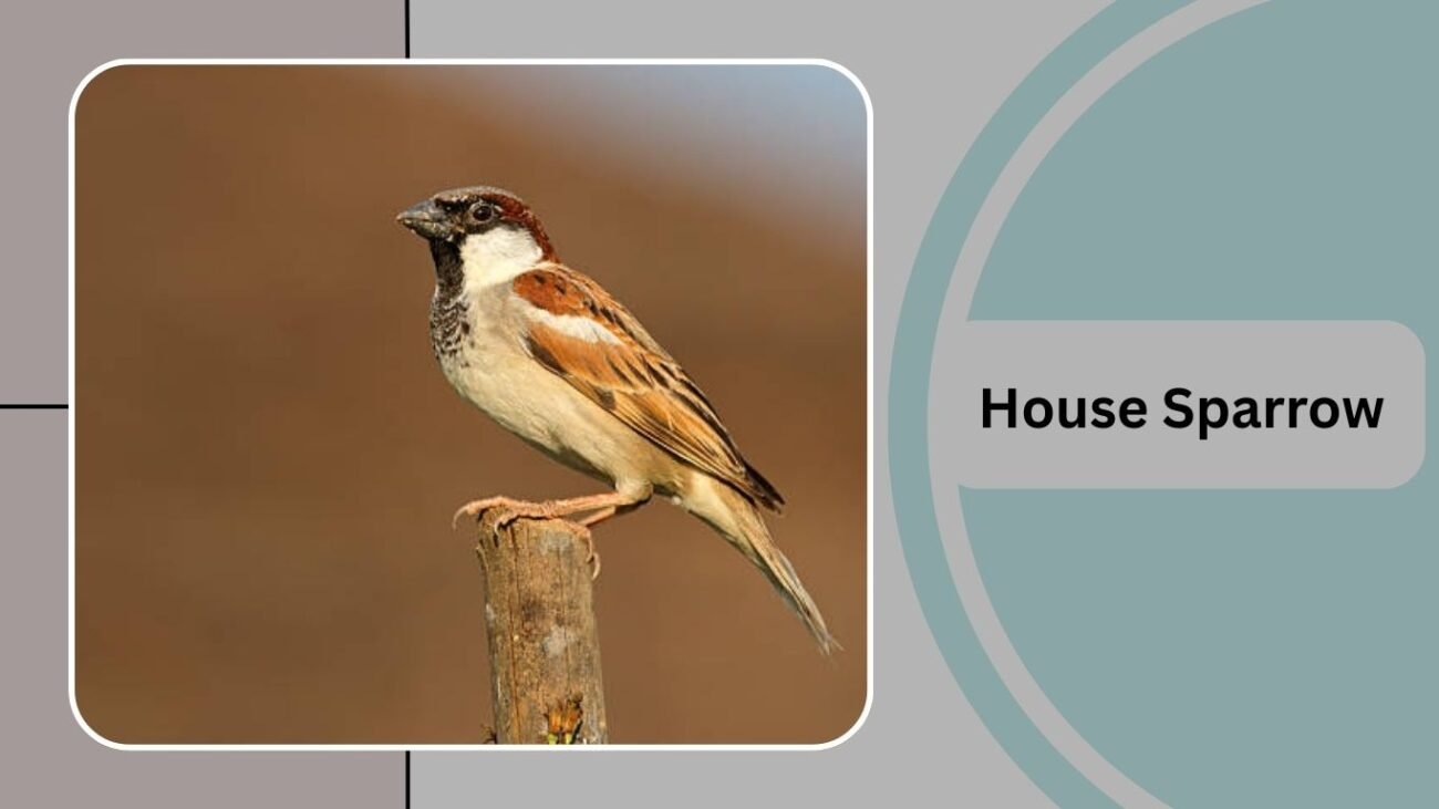 House Sparrow
