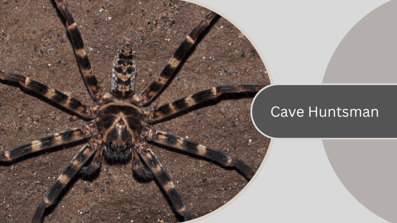 Cave Huntsman