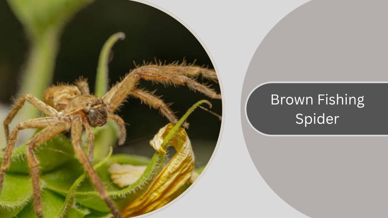 Brown Fishing Spider