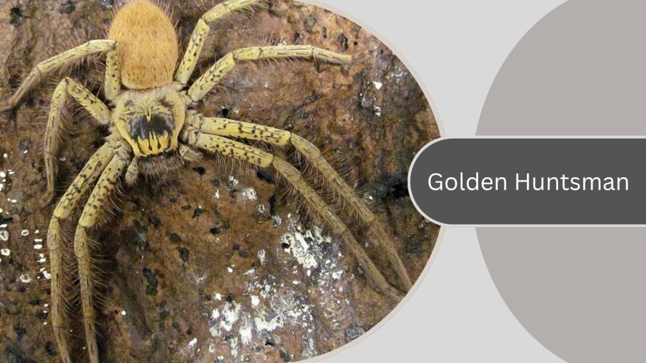 Golden Huntsman