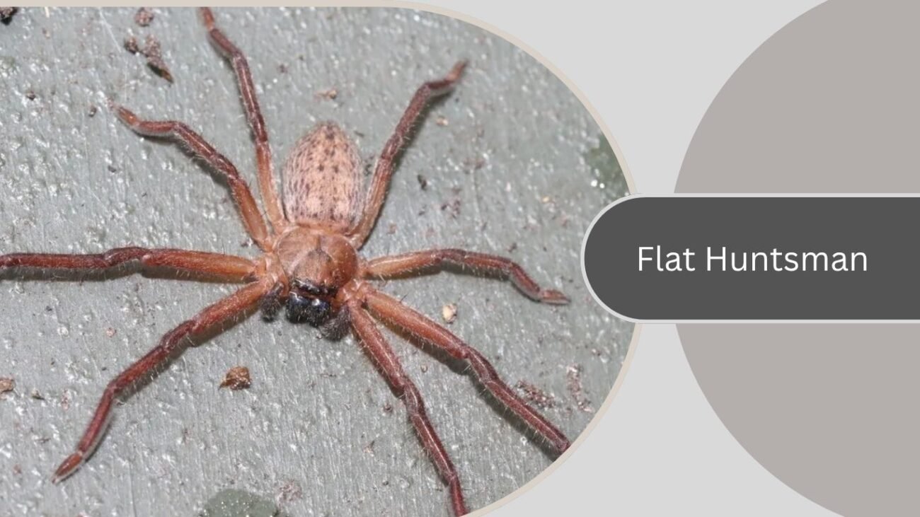 Flat Huntsman