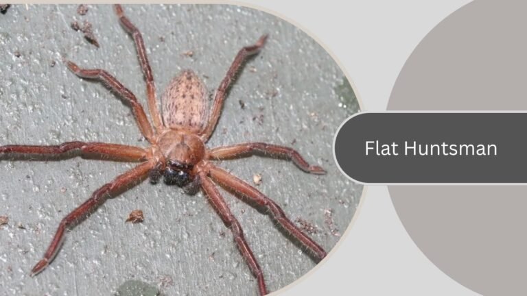 25 Types of Huntsman spiders: Identification with Pictures