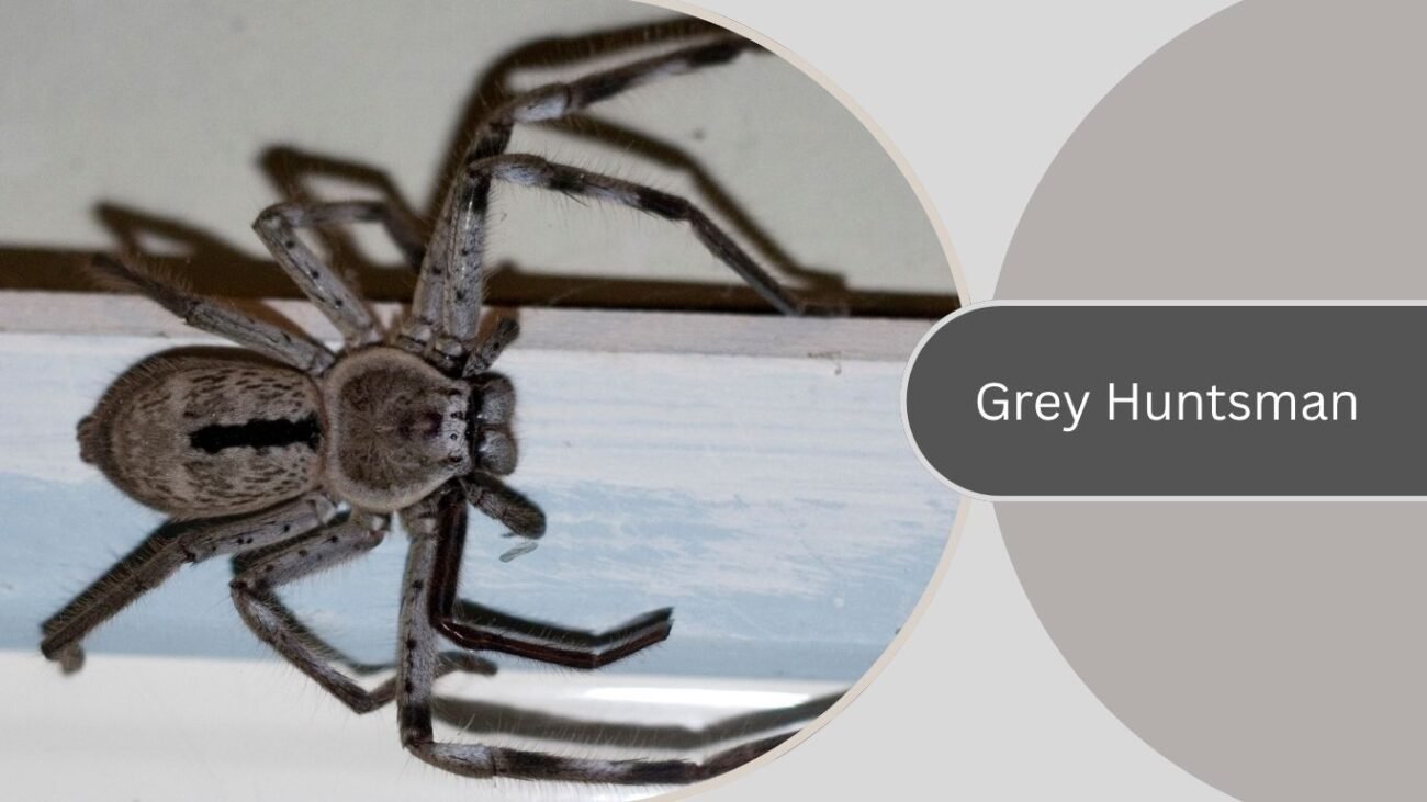 Grey Huntsman