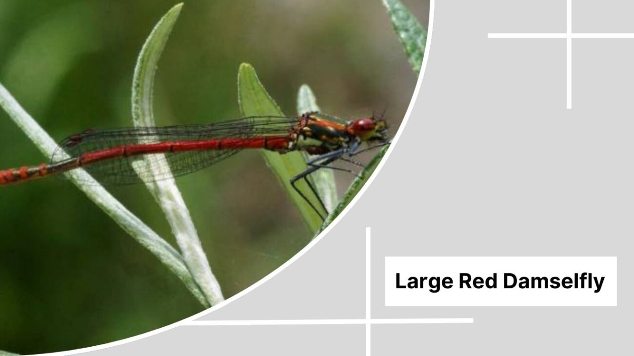 Large Red Damselfly