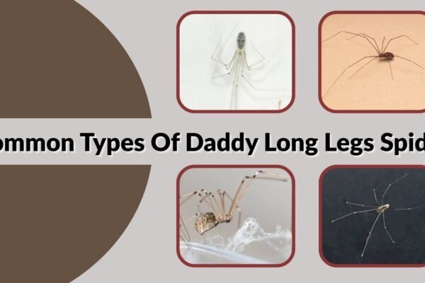 15 Types Of Daddy Long Legs Spider