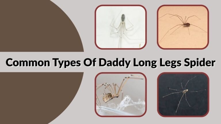 15 Types Of Daddy Long Legs Spider