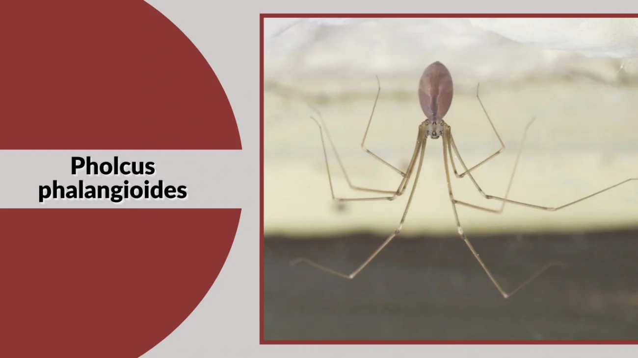 Pholcus phalangioides