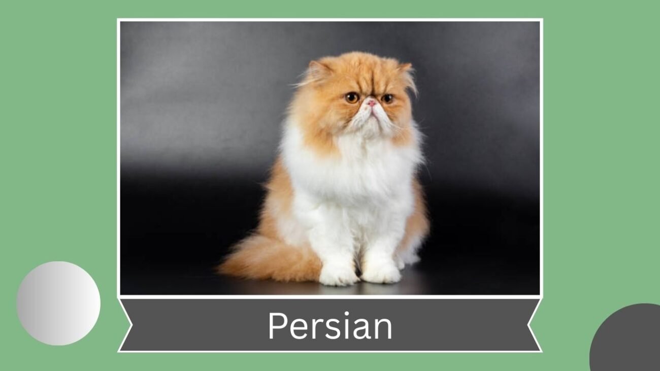 Persian