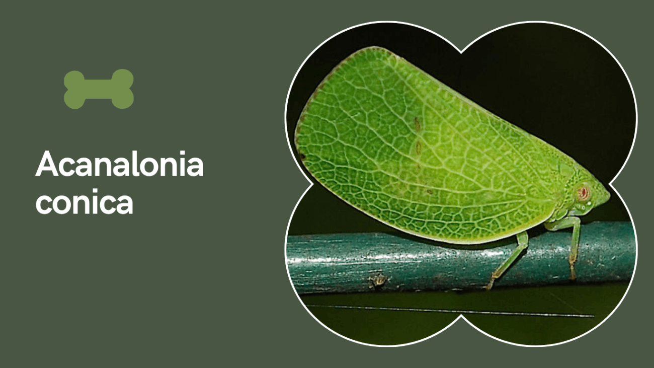 Acanalonia conica