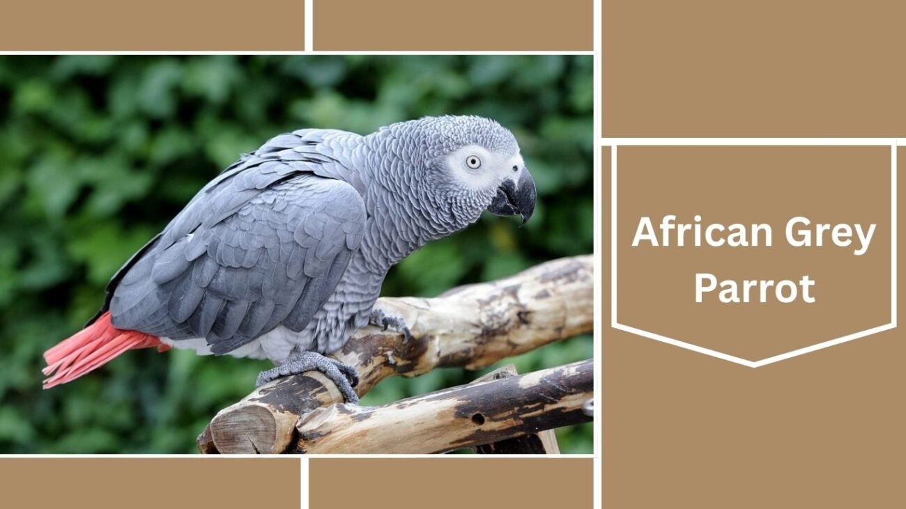 African Grey Parrot