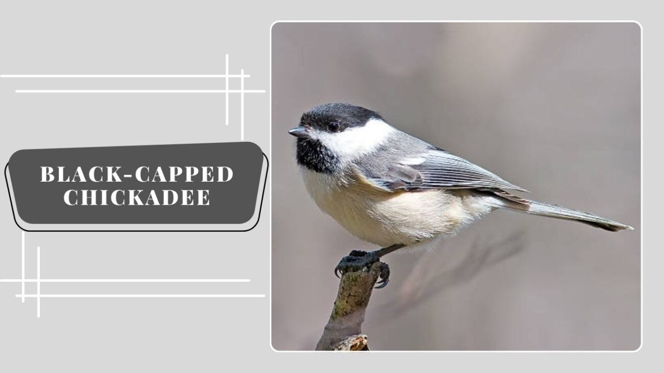 Black-capped Chickadee