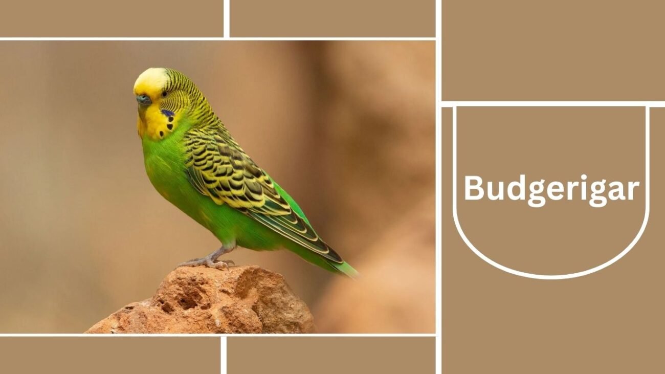 Budgerigar (Budgie)
