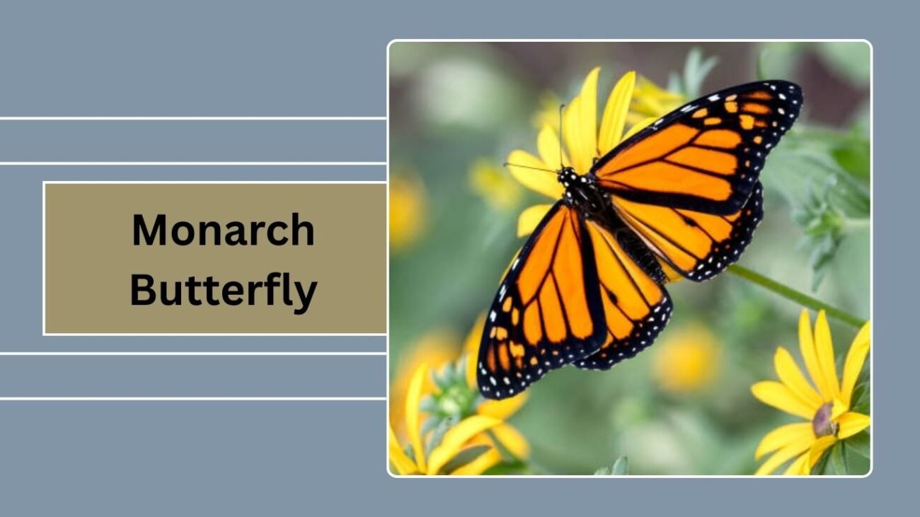 Monarch Butterfly