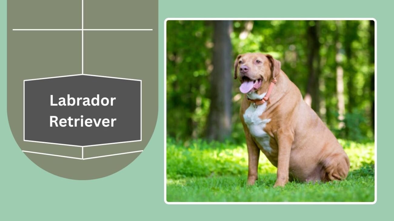 Labrador Retriever