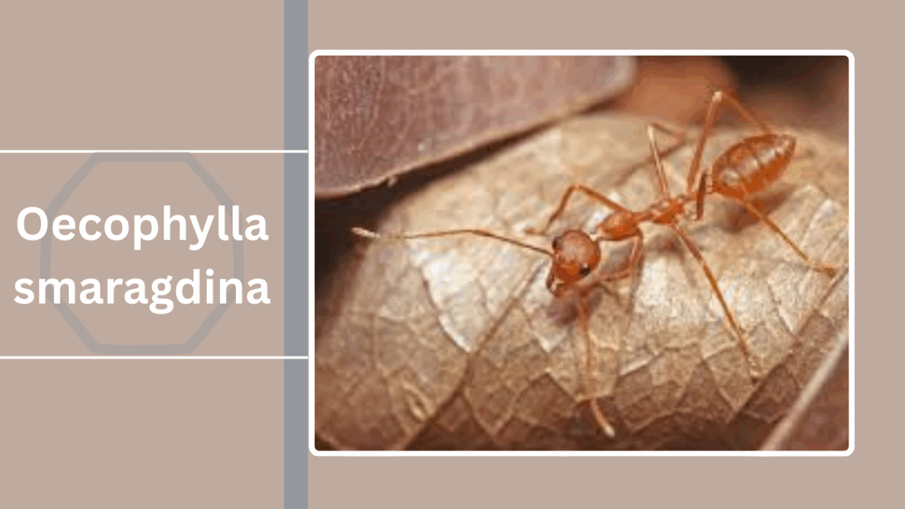 Oecophylla smaragdina
