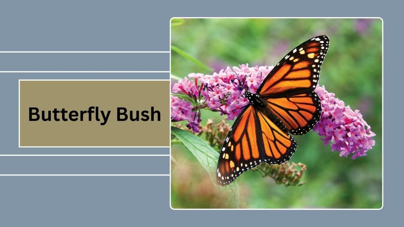 Butterfly Bush (Buddleia)