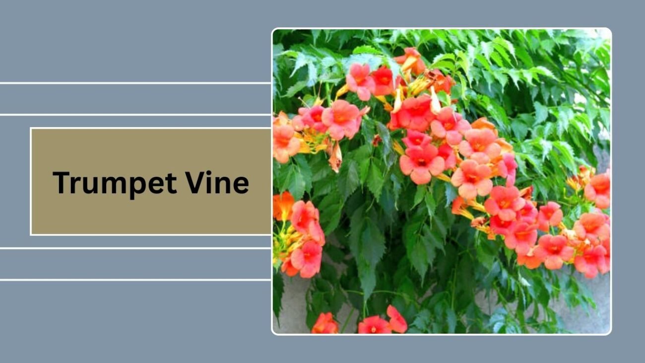 Trumpet Vine