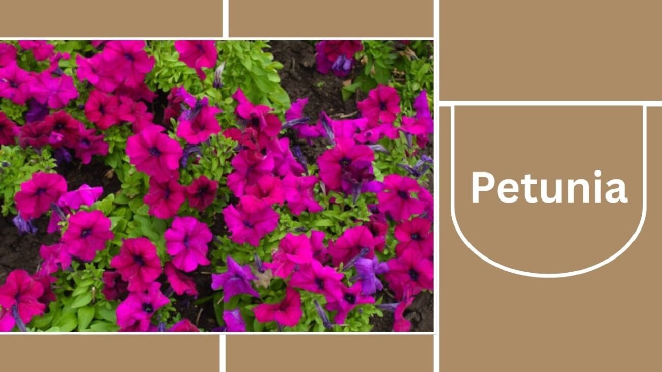 Petunia