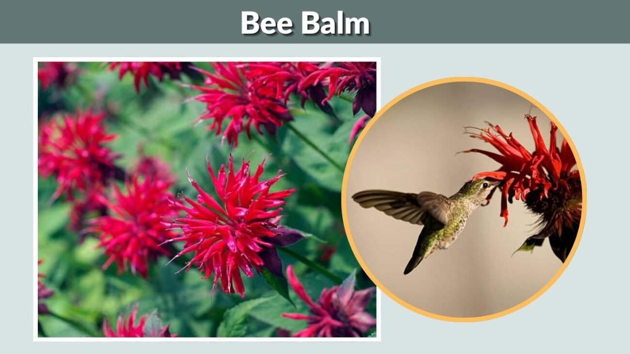 Bee Balm