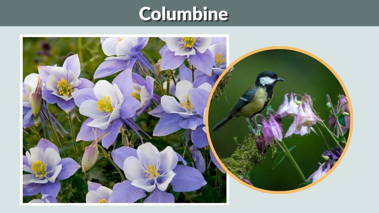 Columbine