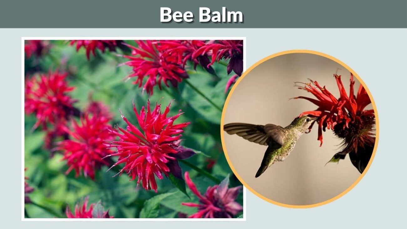 Bee Balm (Monarda)