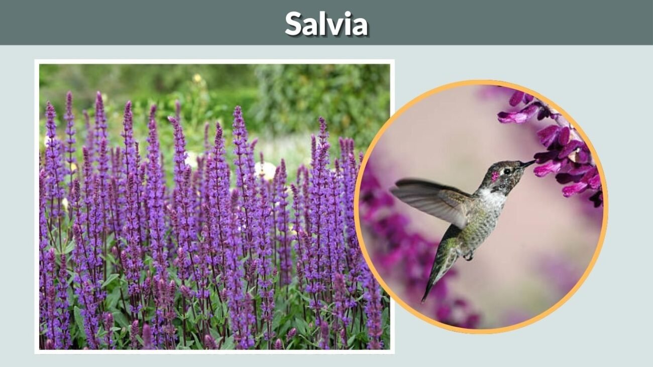 Salvia