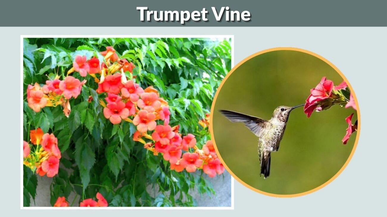 Trumpet Vine